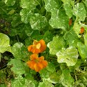 Tropaeolum majus 'Alaska Tip Top'
